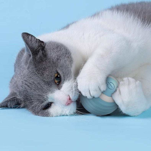chat jouant avec une balle interactive bleue